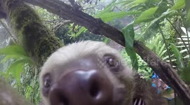 Curious Sloth takes 'selfie' in tree