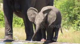 Elephant calf learns to use trunk