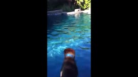 Girl rescued from pool by Redwood Krest K9 protection dog