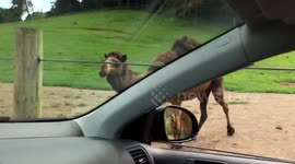 Camel gone wild