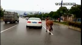 Horse is spotted tied up and running behind car