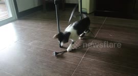 Ridiculously cute kitten playing with cord.