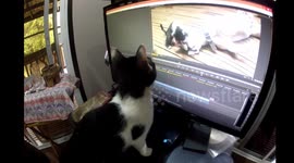 Nooo! Too cute kitten watching video of himself on PC screen.