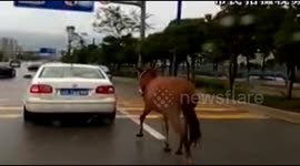 Car drives through China city with horse tied to back