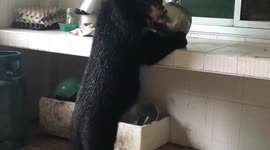 Family find hungry wild BEAR raiding their kitchen in Thailand
