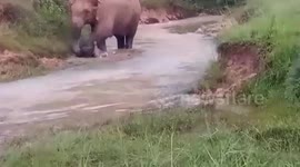 Rare scene as wild elephant escorts newborn baby home before it can even walk