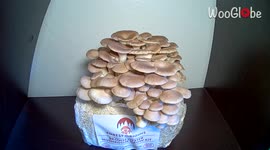 Awesome time-lapse shows oyster mushrooms growing over 4 days