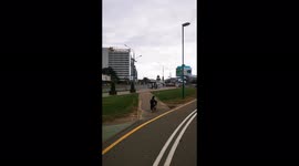 A dog walks merrily through the streets of Minsk, Belarus