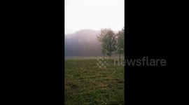 Beautiful video: a dog runs at dawn