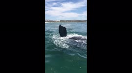 Moment whale avoids collision with boat in Mossel Bay, South Africa