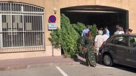 Dozen of cannabis plants picked up by Gardarmerie of Saint-Tropez