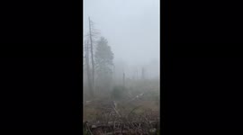 Ecological disaster zone in Harz, Germany