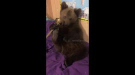Watch the heartwarming transformation from cub to full-grown pet bear