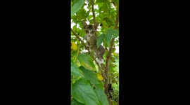 LITTLE CUTE CAT CLIMBING TREE / THE KITTEN WENT UP THE TREE /