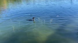 Cormorant chasing goldfish at Beaver Lake, Mount Royal park, Montreal