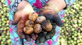 Walnut Harvesting Season begins in Northern India.