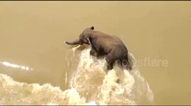 Locals watch on as elephant battles to stay upright after wading into flooded river in India