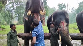 Indian national park send 18 elephants for relaxing 'vacation camp'