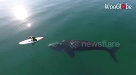 Friendly whale accompanies standup paddleboarder through the Puerto Madryn waters of Patagonia