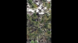 'Black bear breaks into dance while trying to snatch berries from tree'