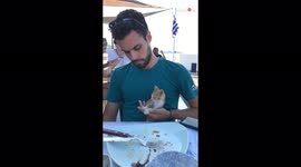 'Dozy kitten falls asleep in Greek man's arms'