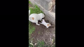 Jack Russell teaching his new baby sister some backyard tricks