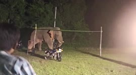 Wild elephant storms playground in eastern India creating panic
