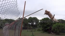 Champion high jumper: The caracal can leap 10ft high to catch prey