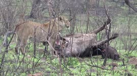 lion footage