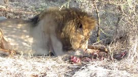 Bone-crunching footage shows lion having field day with prey
