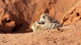 Family of meerkats are an adorable, heartwarming bunch