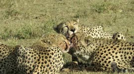 Rare coalition of 5 male cheetahs resting, cleaning, hunting in Kenya