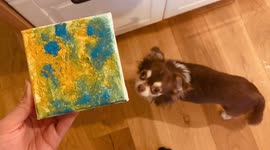 Adorable chihuahua 'Vincent Van Dog' creates abstract painting