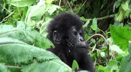 Wildlife photographer captures close up footage of gorilla family enjoying a meal in Rwanda