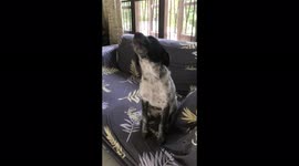Puppy makes adorable gurgling noise as it tries to howl for first time