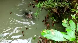 Leopard falls into well, gets rescued in southern India