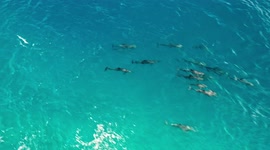 Drone footage capturing a pod of dolphins at Maldives Luhifushi resort reef break