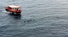 Drone footage captured the moment a pod of dolphins escorts a boat at the Maldives islands