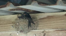 A hard-working Welcome Swallow tending its chicks in their mud nest