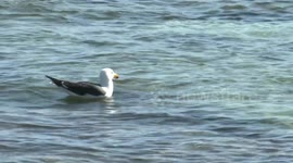 Clever Pacific Gulls drop sea urchins on the road to open them while Silver Gulls wait for leftovers