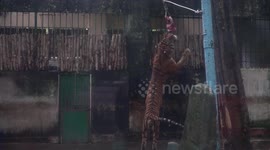 Hang meat on a zipper so that the tiger pounces on the food of wild animal owners in Vietnam