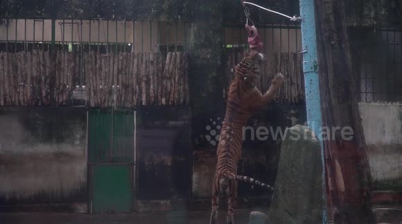 Hang meat on a zipper so that the tiger pounces on the food of wild animal owners in Vietnam