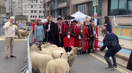 Shepherdess Amanda Owen leads procession of sheep over Southwark Bridge