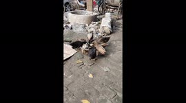 The lovely hunger ducks has eaten togather in very funny way