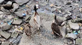 The lovely ducks has searching for food in street