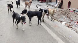 India street dogs