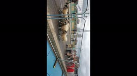 Bizarre moment sheep are herded across Southwark Bridge, London