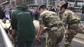 Sheep Walk Across Southwark Bridge for The Annual Sheep Drive