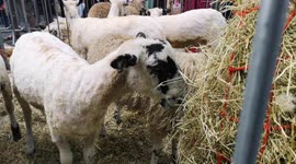 The City Of London Annual Sheepdrive In Which Sheep Are Takern