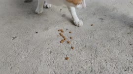 This What Cats Do If Having Meal Together